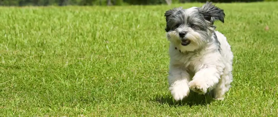 Dog playing in a well-maintained backyard lawn