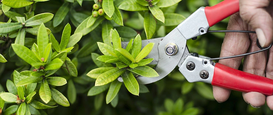 Professional trimming shrubs