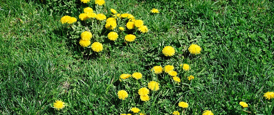 Yellow dandelions growing in a lawn