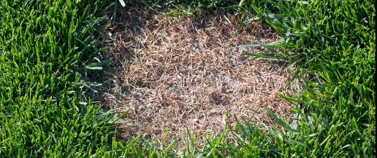 Lawn disease control