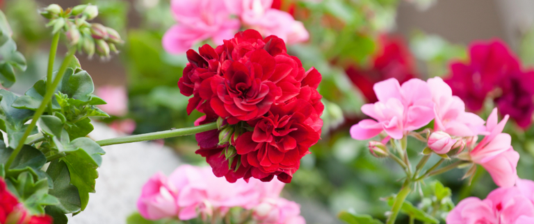 Landscaping services