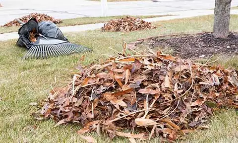 Yard cleanup and leaf removal