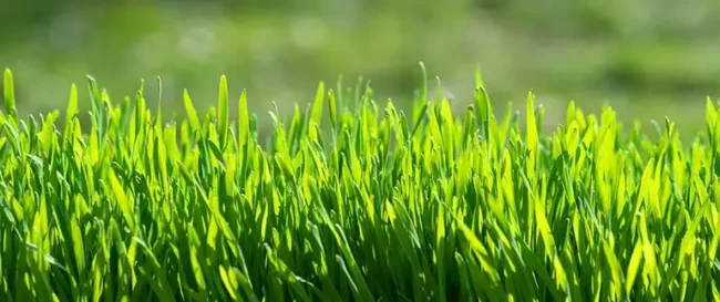 blog-healthy-grass-up-close_768