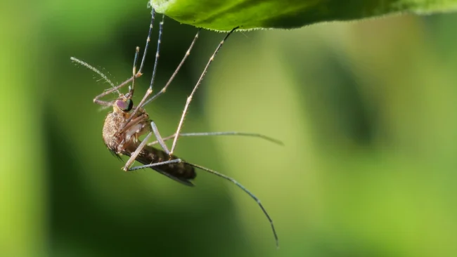 banner-mosquito-on-a-plant