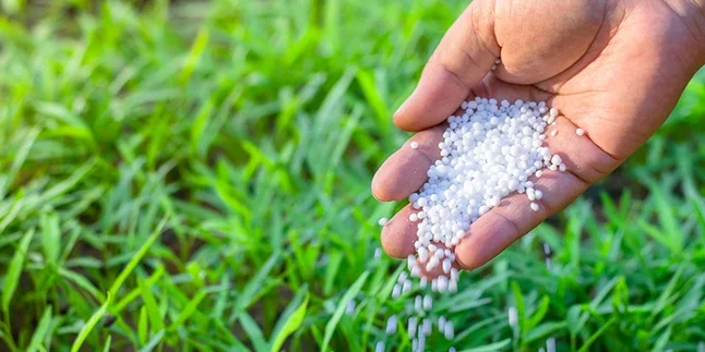 content-fertilizer-being-applied-to-grass_768