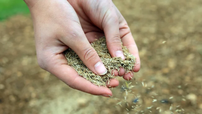 banner-overseeding
