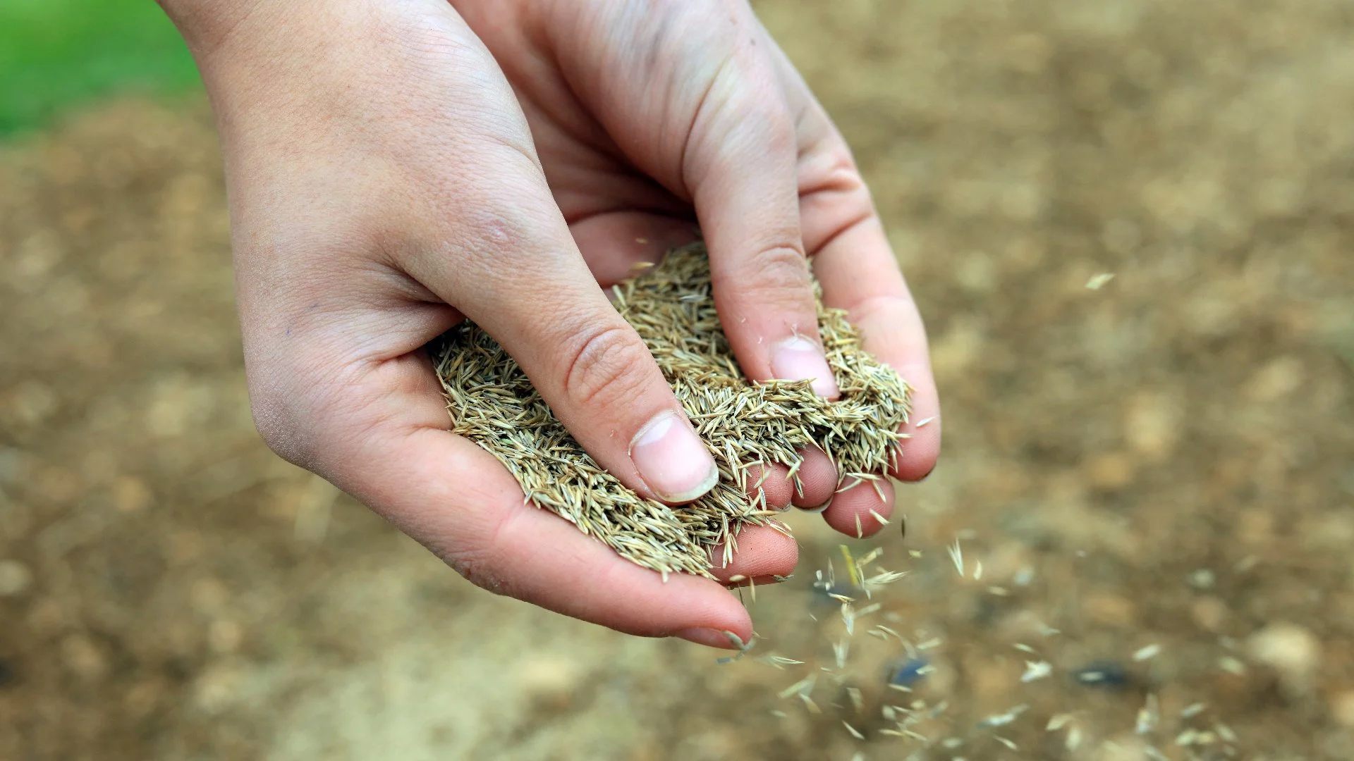 banner-overseeding