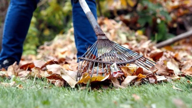 banner-raking-leaves-on-lawn