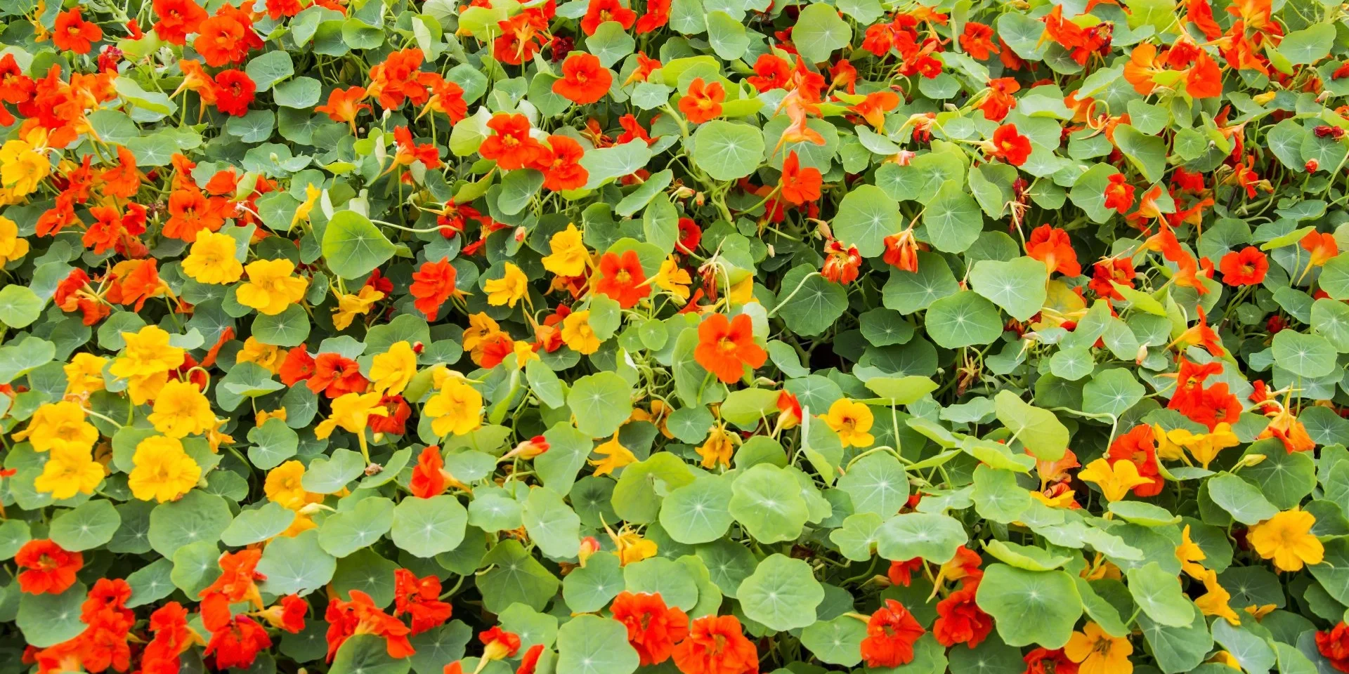 banner-annual-flowers