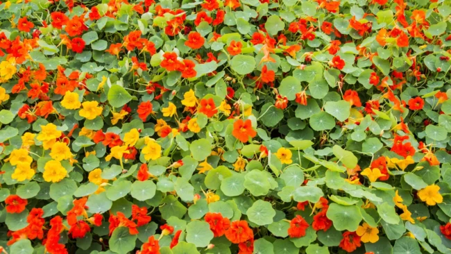 banner-annual-flowers