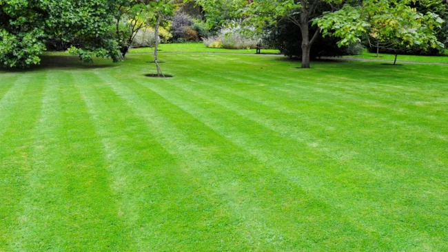 banner-beautiful-green-lawn