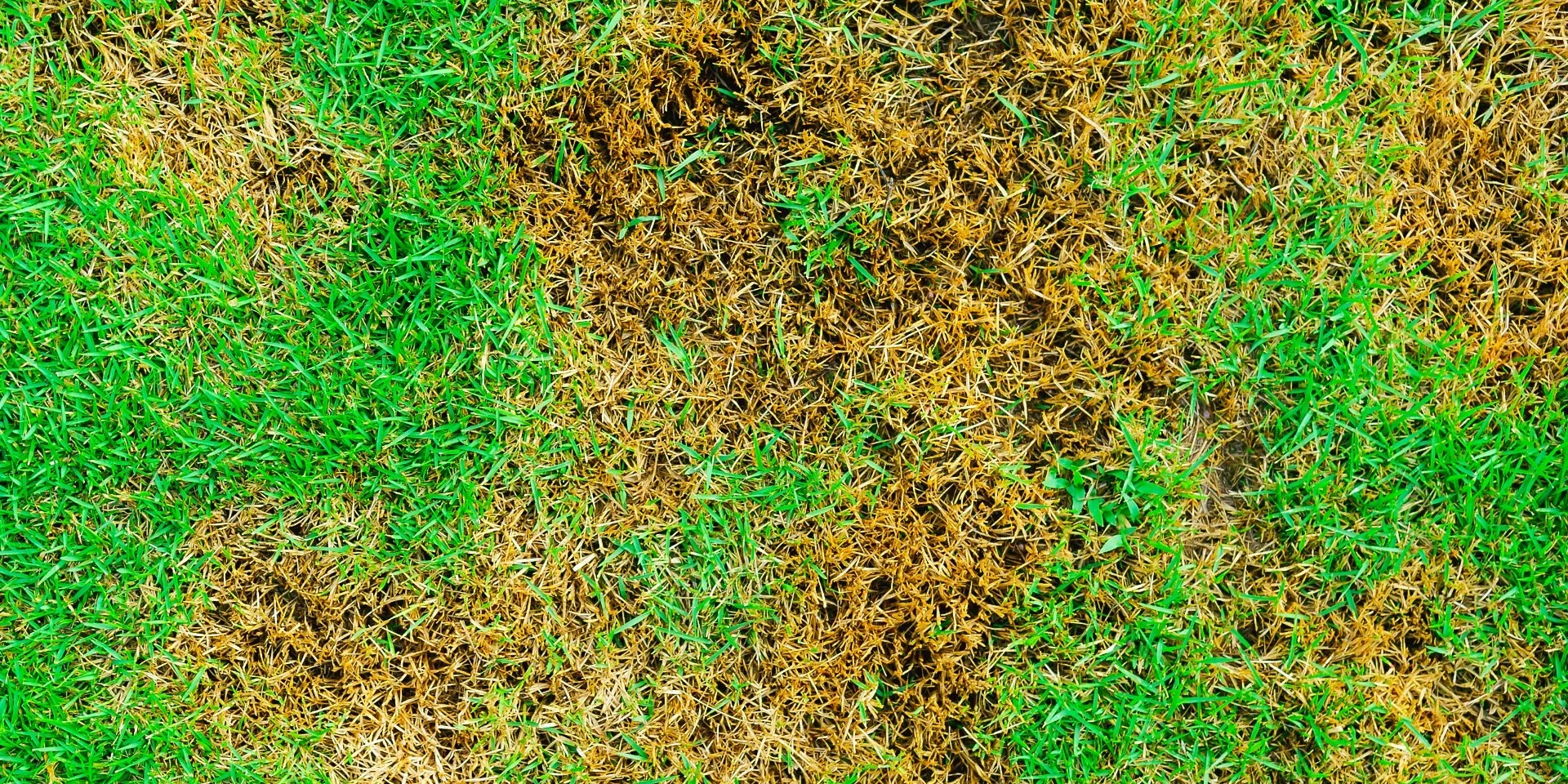 banner-brown-patches-on-a-lawn