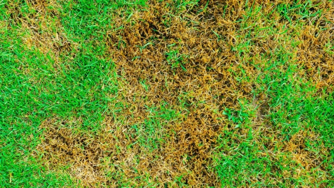 banner-brown-patches-on-a-lawn
