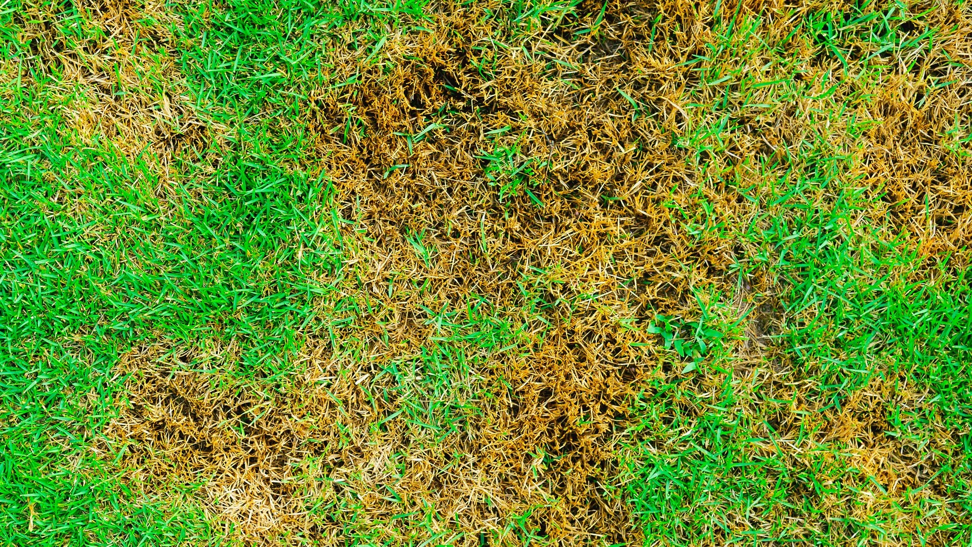 banner-brown-patches-on-a-lawn