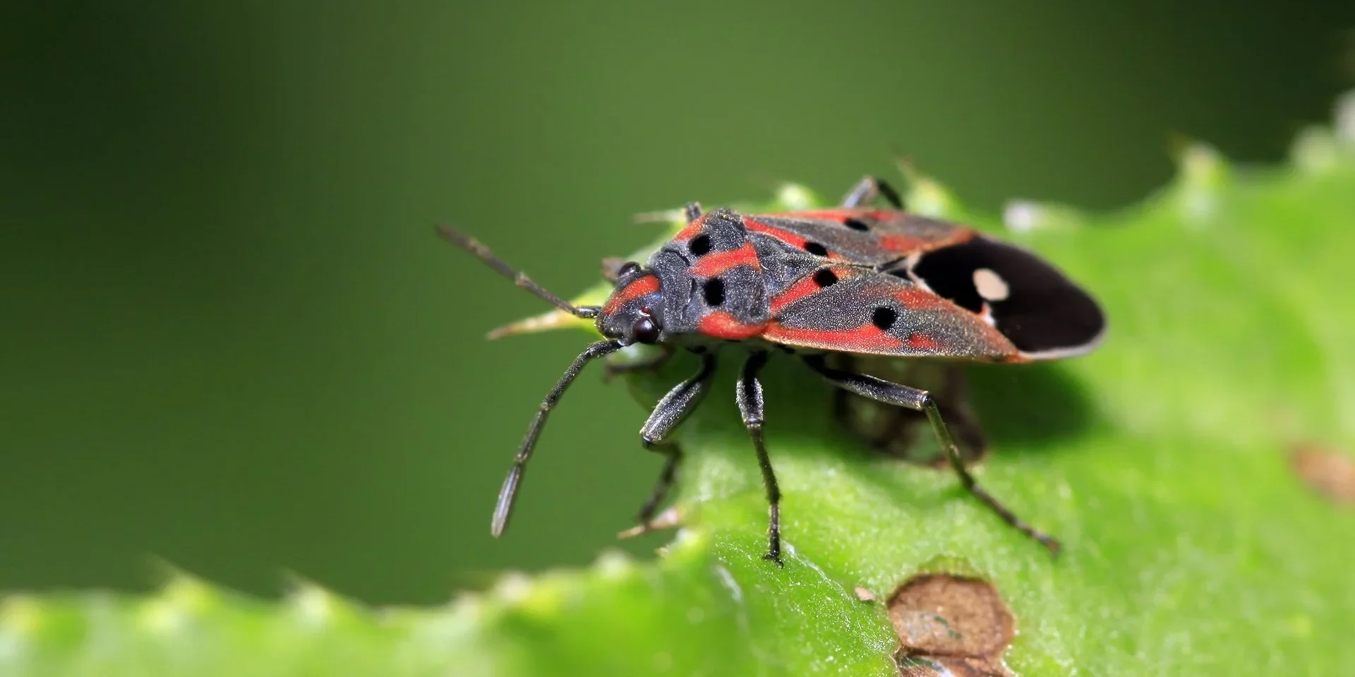 banner-chinch-bug-eating-leaf