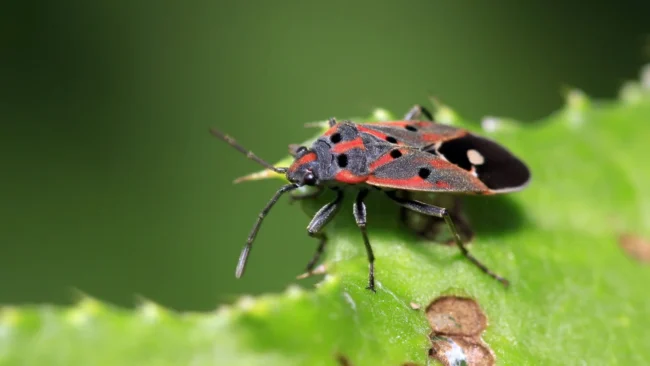 banner-chinch-bug-eating-leaf