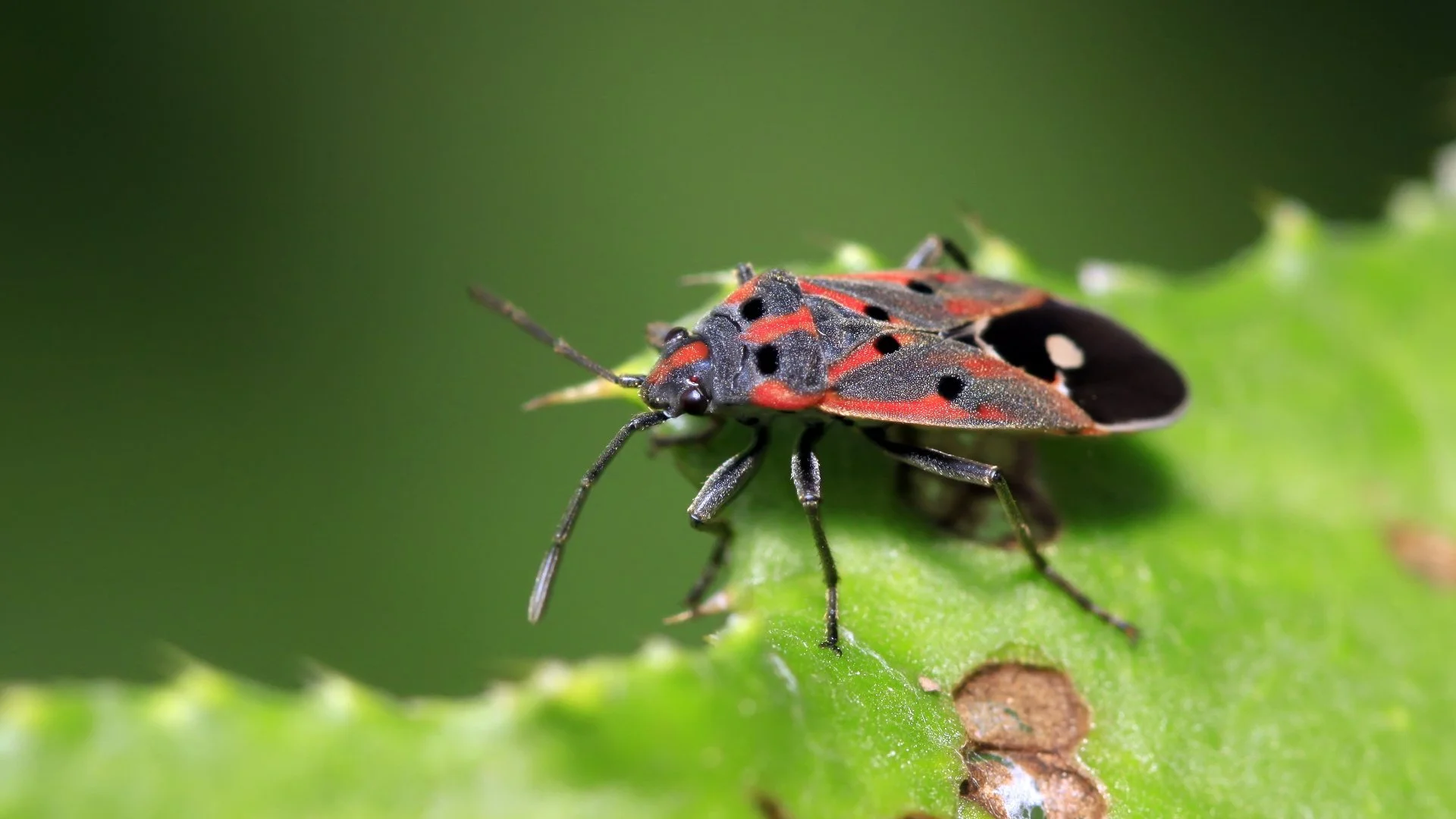 banner-chinch-bug-eating-leaf