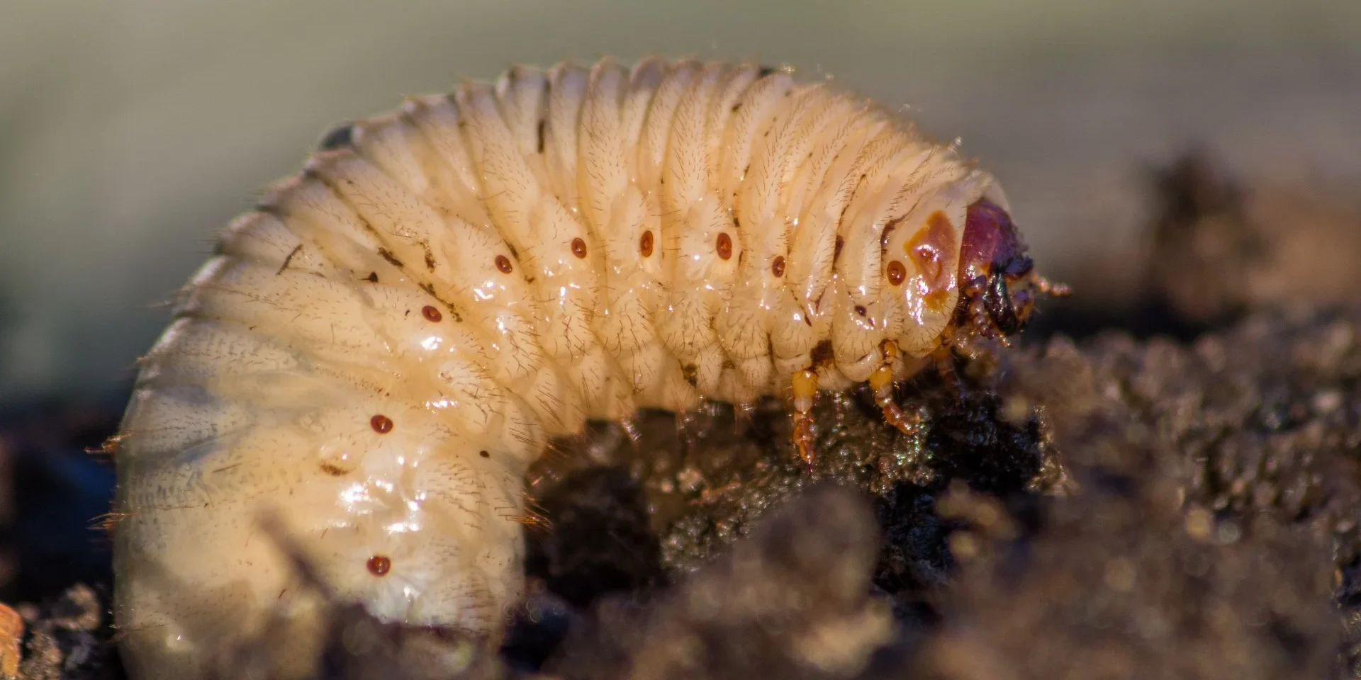 banner-close-up-of-grub