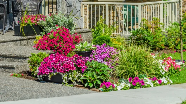 banner-colorful-plants-in-a-landscape-bed