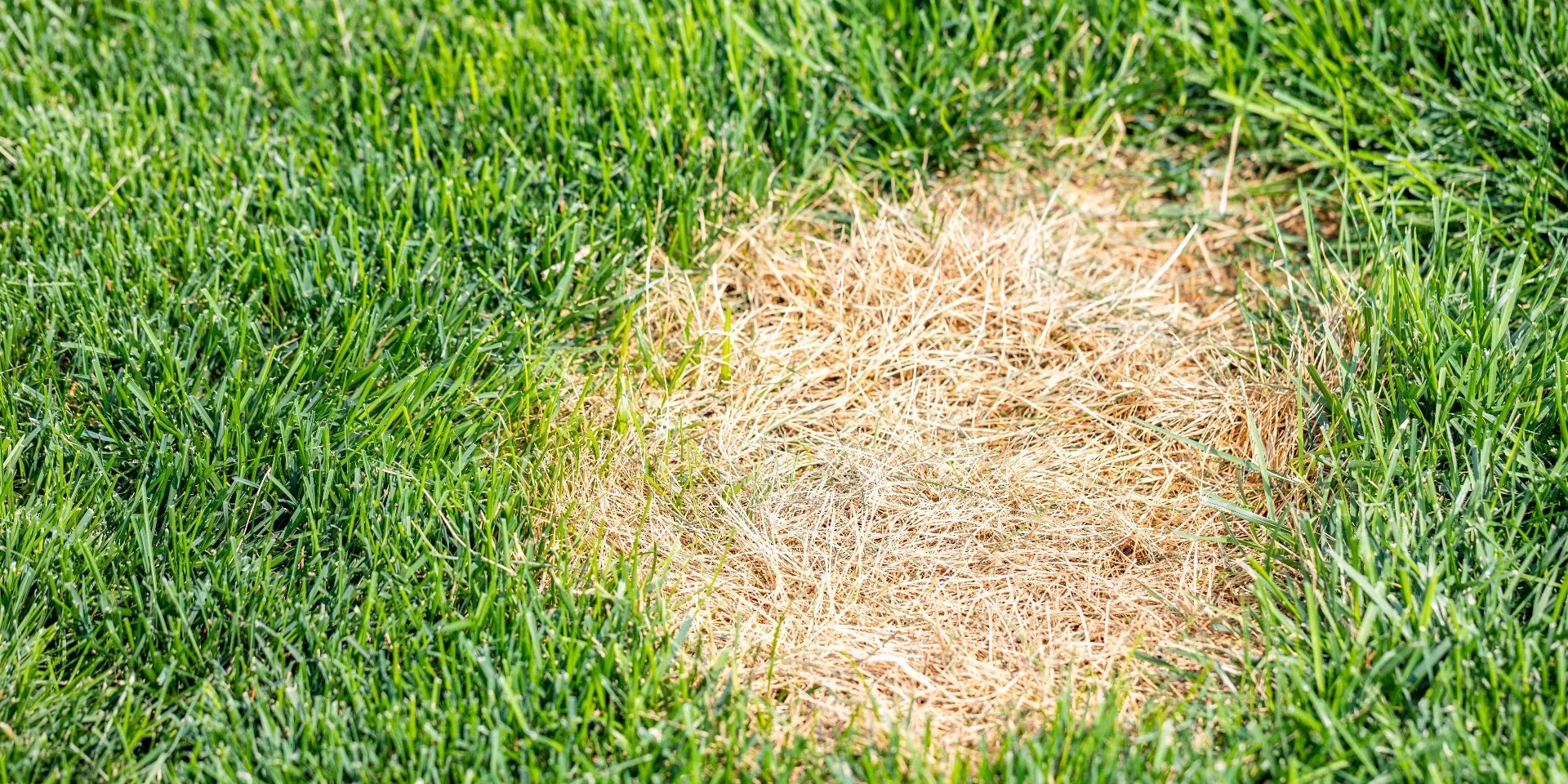 banner-dollar-spot-disease-in-lawn