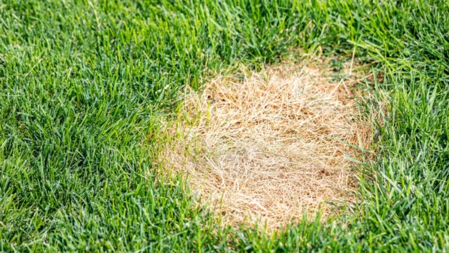 banner-dollar-spot-disease-in-lawn