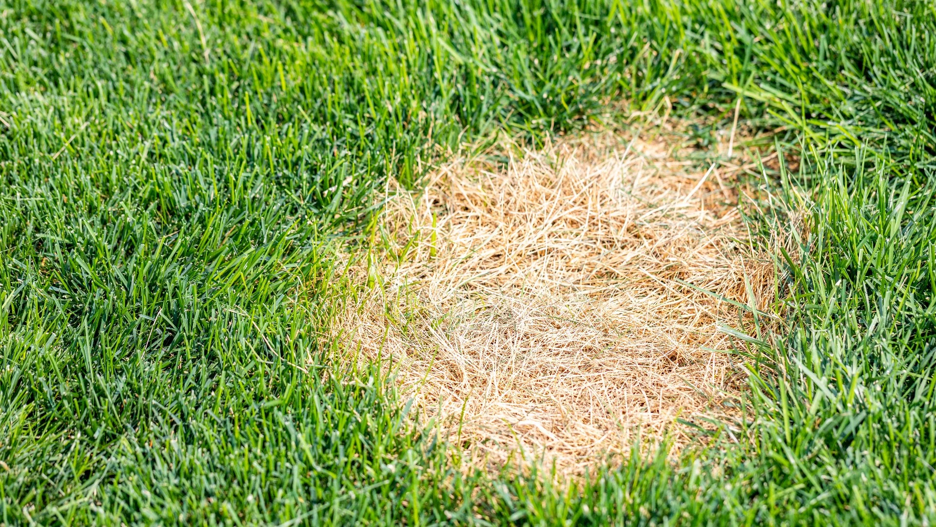 banner-dollar-spot-disease-in-lawn