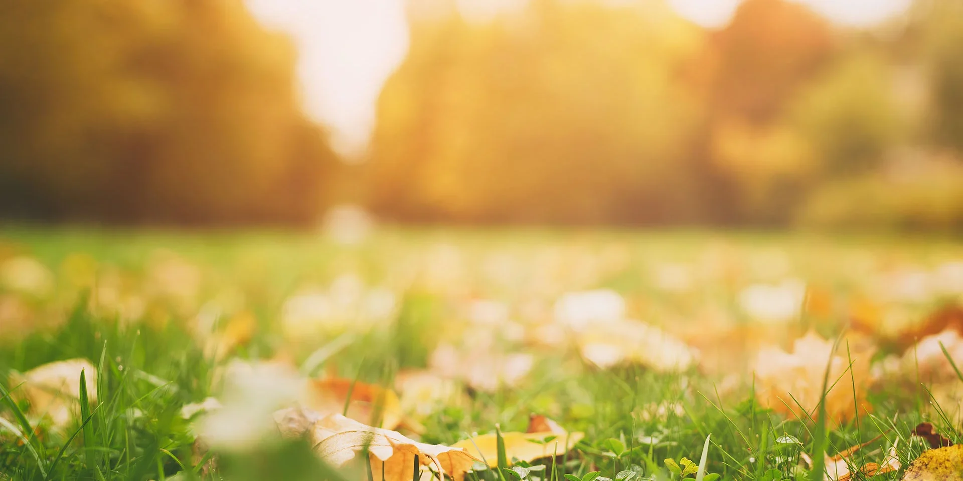 banner-fall-leaves-on-a-lawn-with-sunset-background