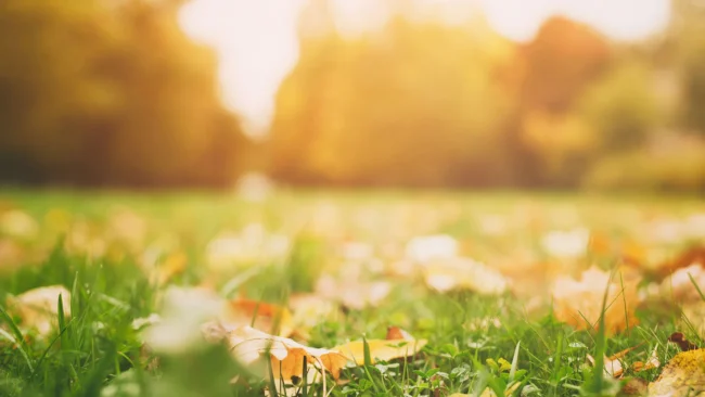 banner-fall-leaves-on-a-lawn-with-sunset-background