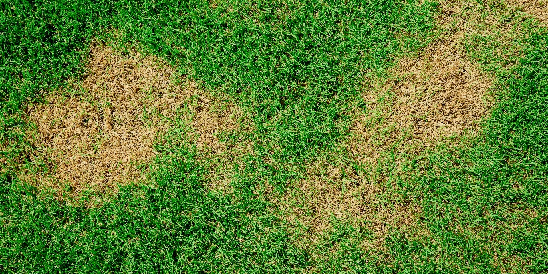 banner-green-lawn-with-brown-patches-disease