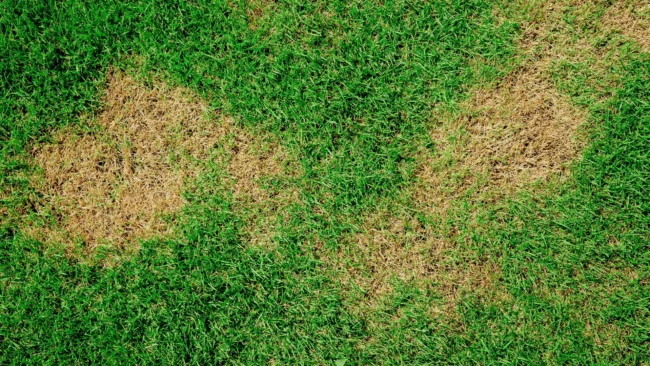 banner-green-lawn-with-brown-patches-disease