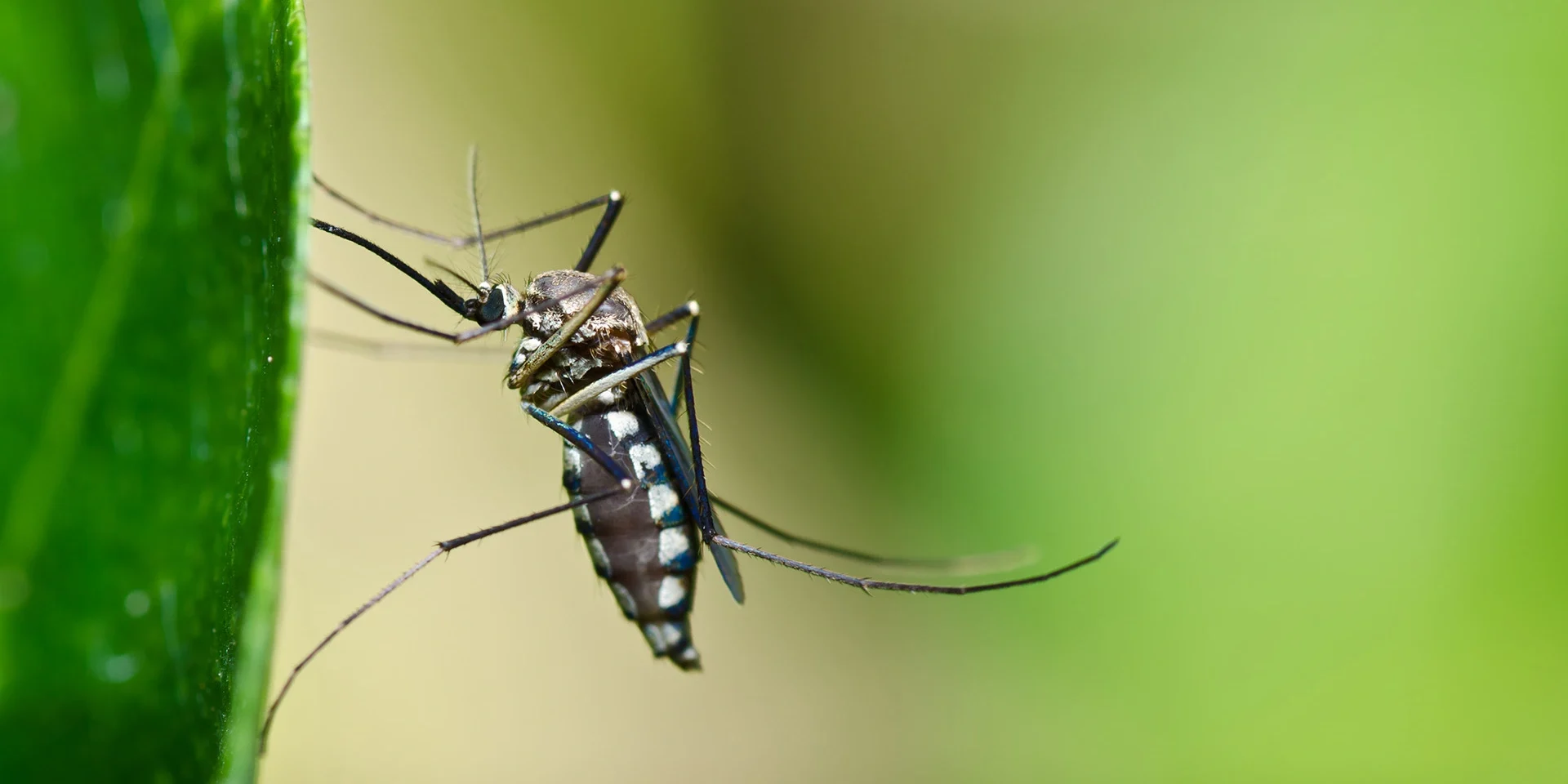 banner-mosquito-on-a-leaf