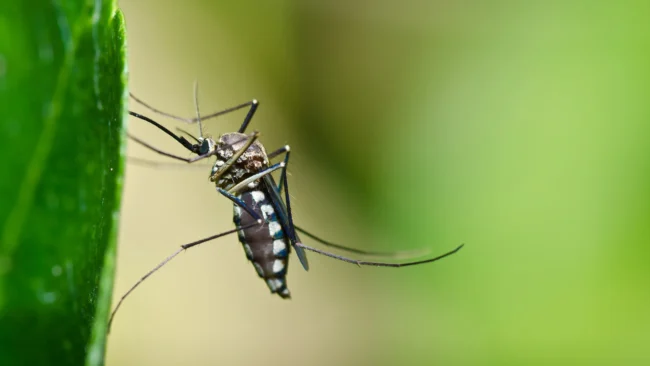 banner-mosquito-on-a-leaf