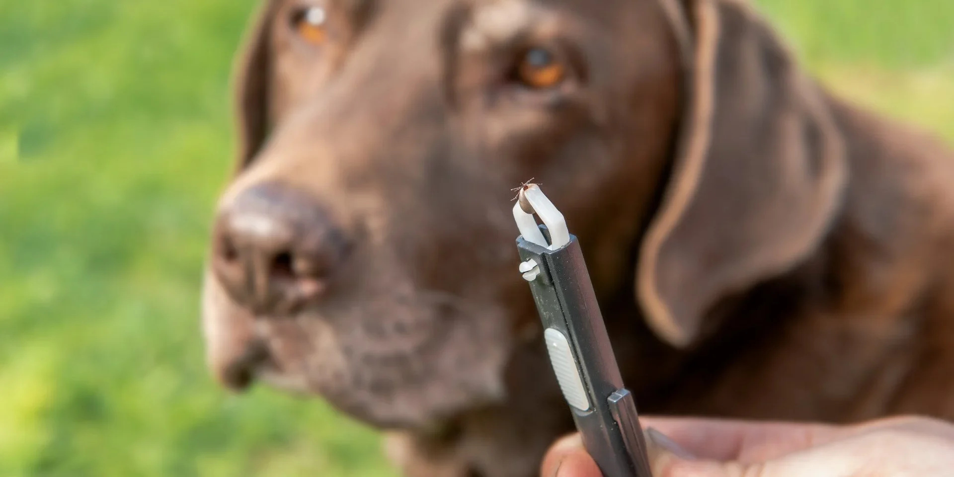 banner-tick-in-tweezer-with-dog