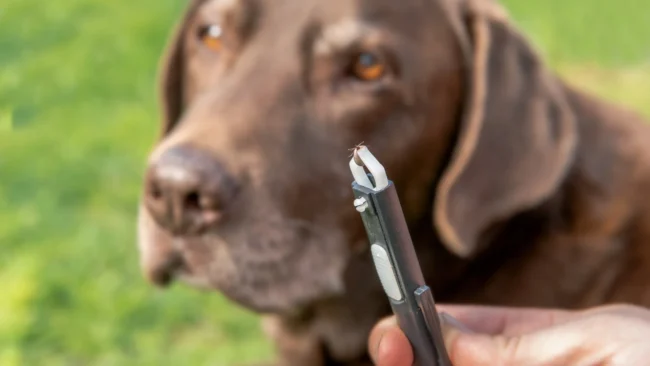 banner-tick-in-tweezer-with-dog