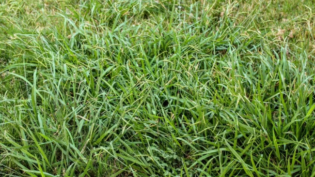 banner-weeds-in-a-lawn