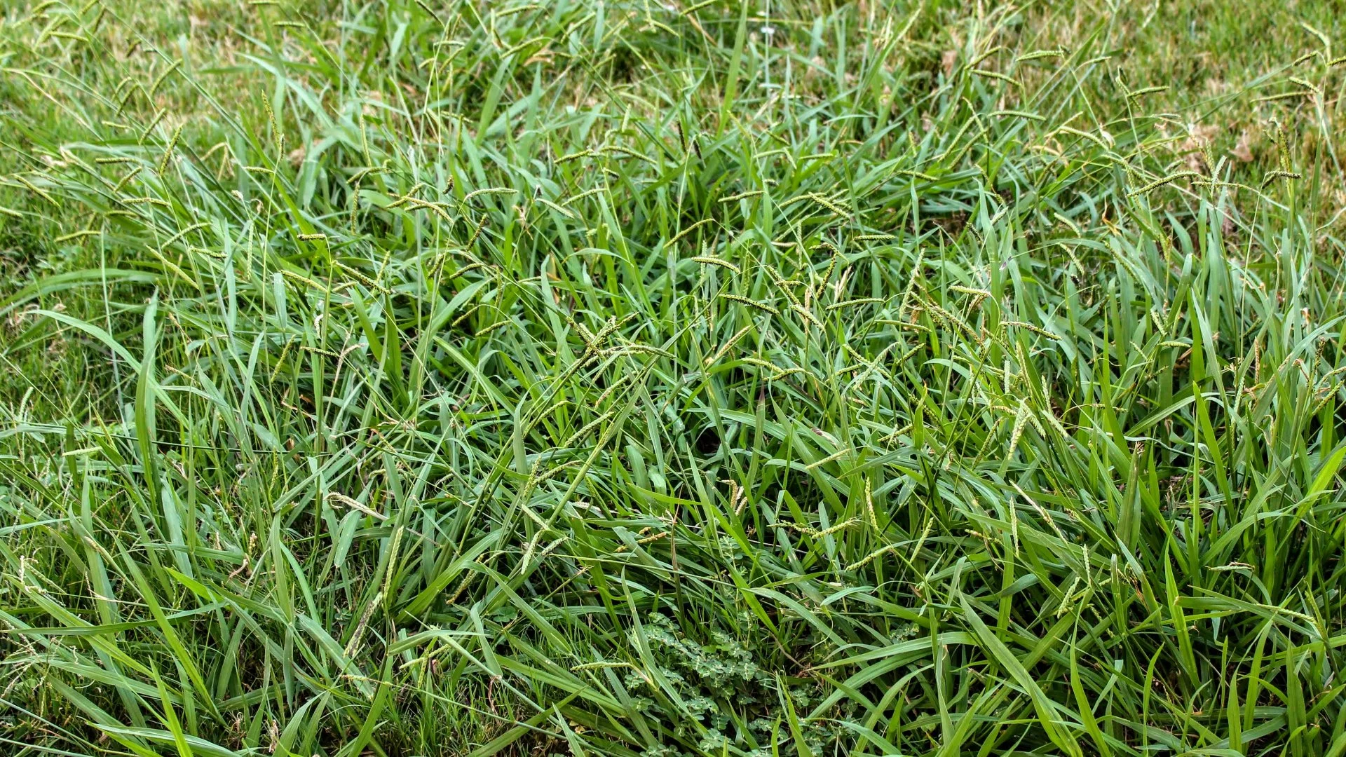 banner-weeds-in-a-lawn