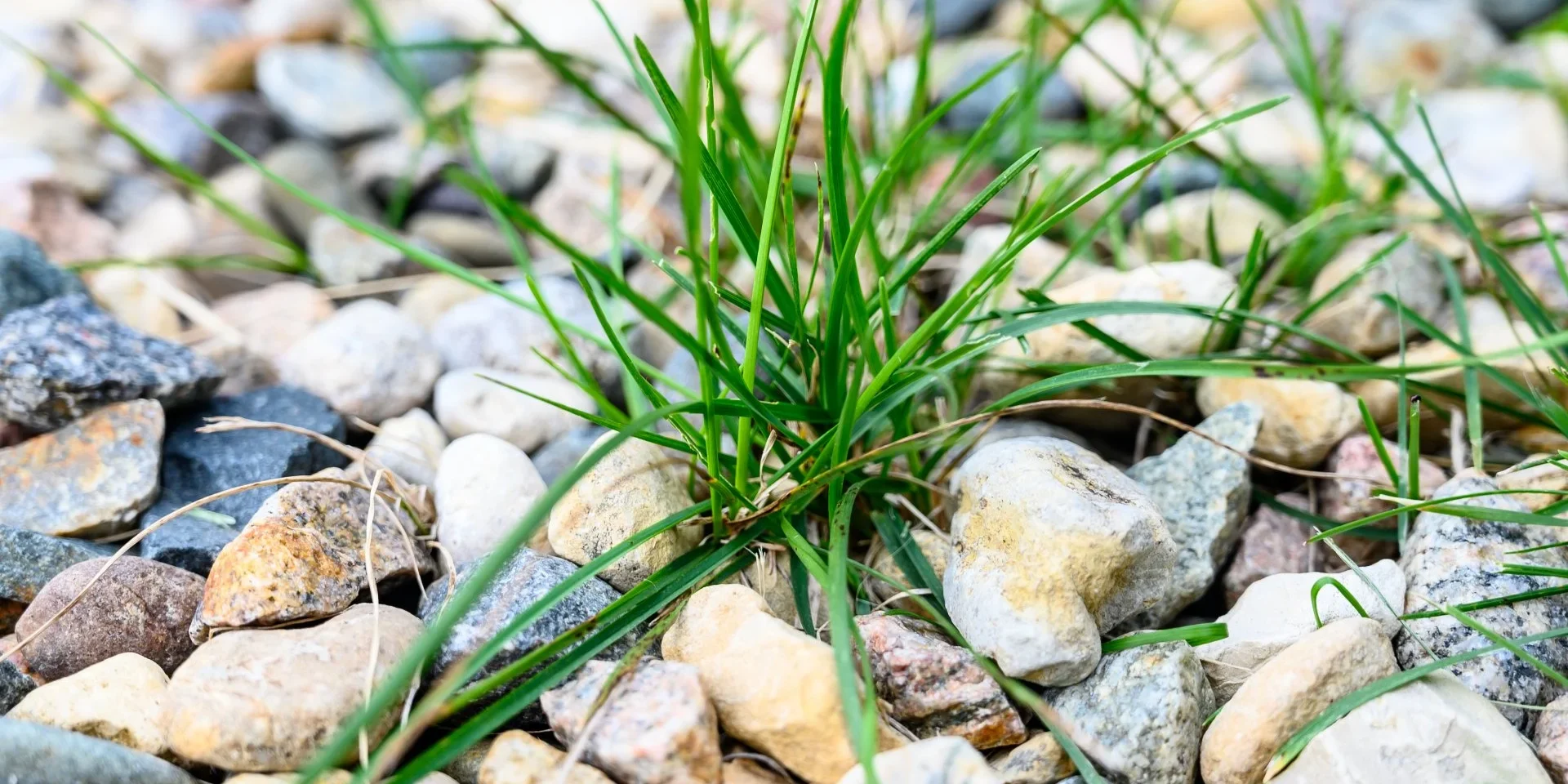 banner-weeds-in-rocks
