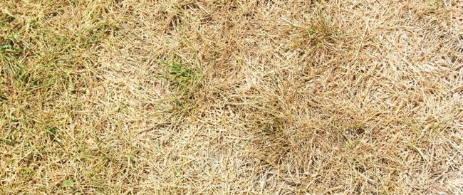 blog-brown-lawn