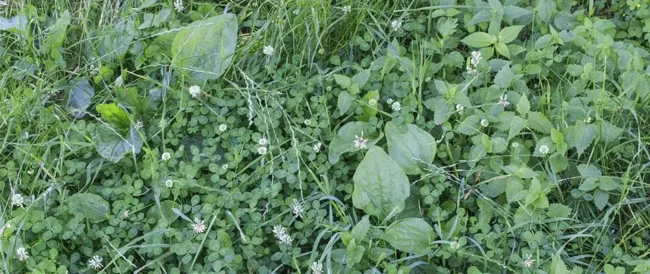 blog-clover-broadleafs