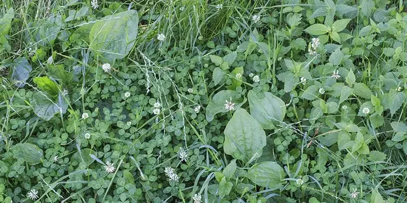 blog-clover-broadleafs