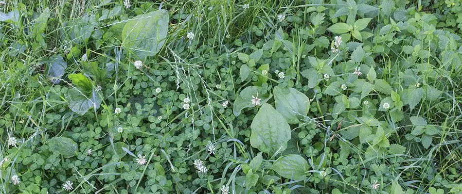blog-clover-broadleafs