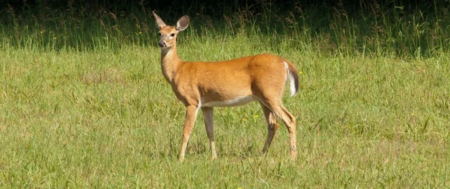 blog-deer
