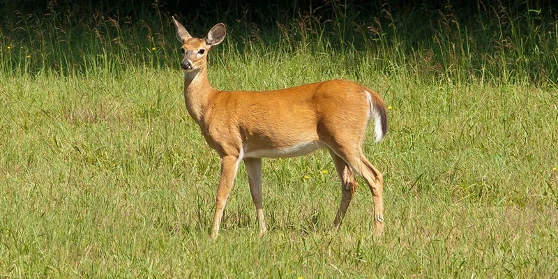 blog-deer