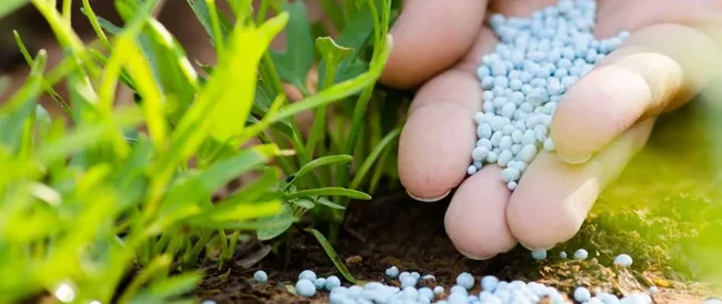 blog-fertilizer-on-ground