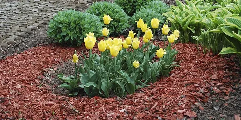 blog-mulch-in-landscape-bed
