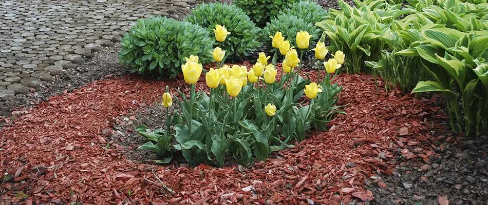 blog-mulch-in-landscape-bed