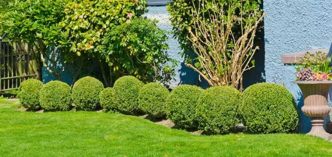 blog-rounded-shrubs