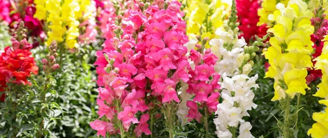 blog-snapdragons
