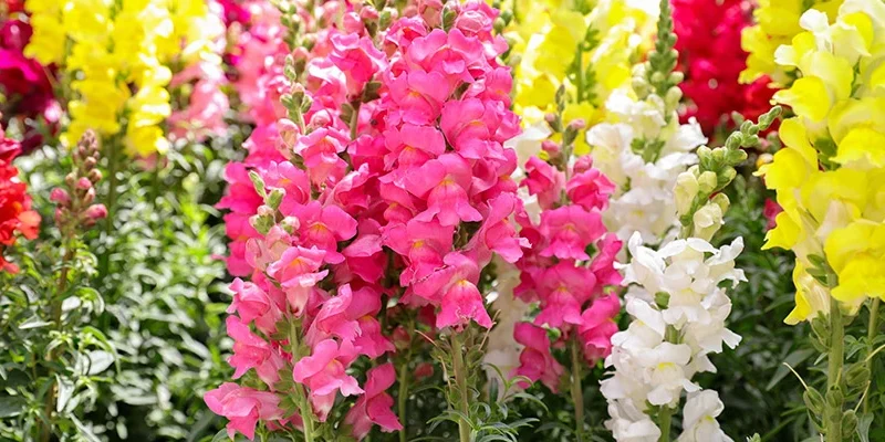 blog-snapdragons