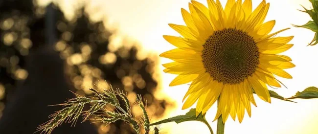 blog-tall-sunflower-blooming-in-front-of-sun